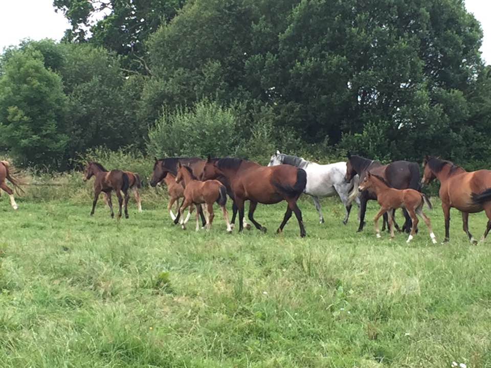 Warmblood Horses